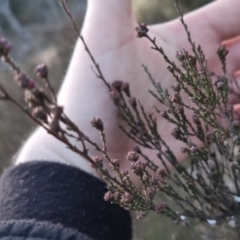 Kunzea parvifolia at Bungendore, NSW - 14 Sep 2022 05:51 PM