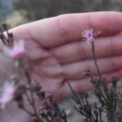 Kunzea parvifolia at Bungendore, NSW - 14 Sep 2022 05:51 PM