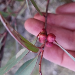 Eucalyptus sp. at Bungendore, NSW - 14 Sep 2022 05:45 PM