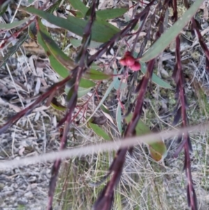 Eucalyptus sp. at Bungendore, NSW - 14 Sep 2022