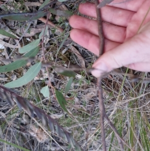 Eucalyptus sp. at Bungendore, NSW - 14 Sep 2022 05:45 PM