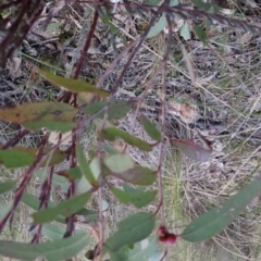 Eucalyptus sp. at Bungendore, NSW - 14 Sep 2022