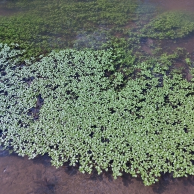 Callitriche stagnalis (Common Starwort) at Woomargama, NSW - 14 Sep 2022 by RobCook