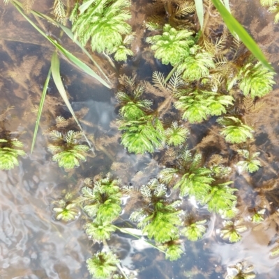 Myriophyllum aquaticum (Parrots Feather) at Woomargama, NSW - 14 Sep 2022 by RobCook