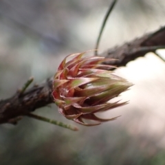 Allocasuarina littoralis at Lake Bathurst, NSW - 11 Sep 2022 02:10 PM