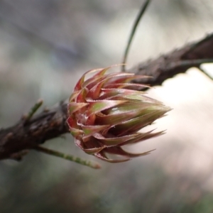 Allocasuarina littoralis at Lake Bathurst, NSW - 11 Sep 2022 02:10 PM