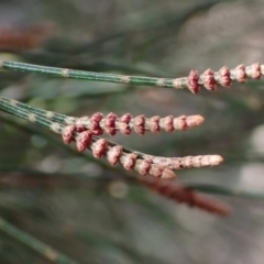 Allocasuarina littoralis at Lake Bathurst, NSW - 11 Sep 2022