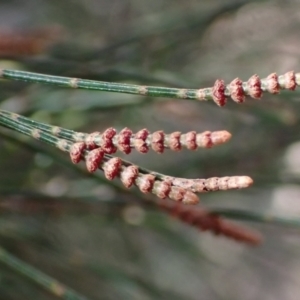 Allocasuarina littoralis at Lake Bathurst, NSW - 11 Sep 2022 02:10 PM