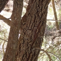 Allocasuarina littoralis at Lake Bathurst, NSW - 11 Sep 2022