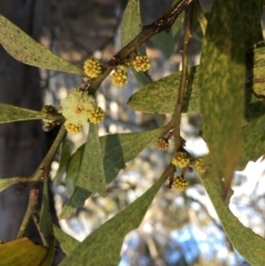 Acacia melanoxylon (Blackwood) at Lower Boro, NSW - 10 Sep 2022 by mcleana