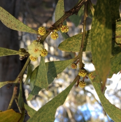 Acacia melanoxylon (Blackwood) at Lower Boro, NSW - 10 Sep 2022 by mcleana