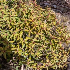 Philotheca myoporoides at Cotter River, ACT - 14 Sep 2022 12:17 PM