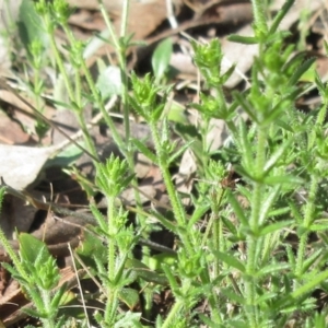 Galium gaudichaudii subsp. gaudichaudii at Weetangera, ACT - 13 Sep 2022 10:05 AM