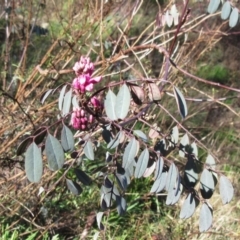 Indigofera australis subsp. australis (Australian Indigo) at The Pinnacle - 13 Sep 2022 by sangio7