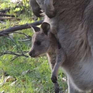 Macropus giganteus at Crace, ACT - 27 Aug 2022