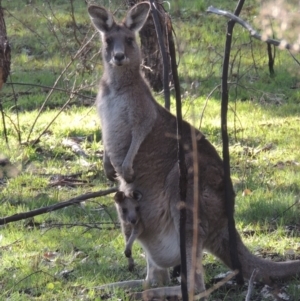 Macropus giganteus at Crace, ACT - 27 Aug 2022