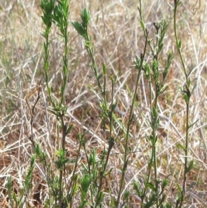 Pimelea curviflora at Weetangera, ACT - 13 Sep 2022 10:33 AM