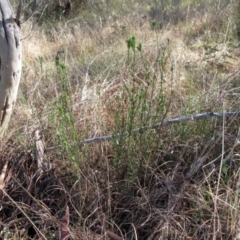 Pimelea curviflora at Weetangera, ACT - 13 Sep 2022