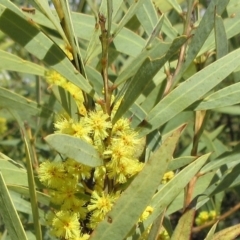 Acacia rubida (Red-stemmed Wattle, Red-leaved Wattle) at Weetangera, ACT - 13 Sep 2022 by sangio7
