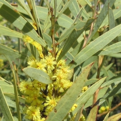 Acacia rubida (Red-stemmed Wattle, Red-leaved Wattle) at The Pinnacle - 13 Sep 2022 by sangio7