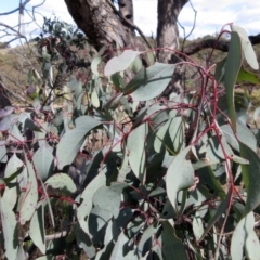 Eucalyptus melliodora (Yellow Box) at Weetangera, ACT - 13 Sep 2022 by sangio7