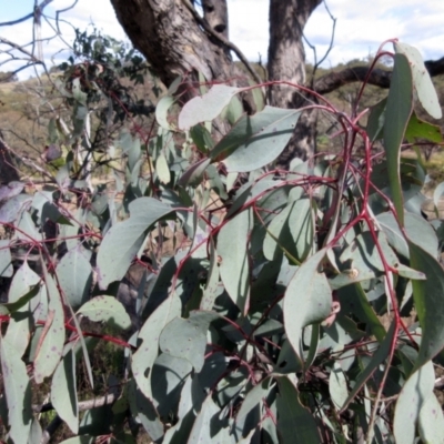 Eucalyptus melliodora (Yellow Box) at The Pinnacle - 13 Sep 2022 by sangio7