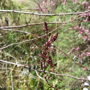 Indigofera australis subsp. australis at Weetangera, ACT - 13 Sep 2022 11:16 AM