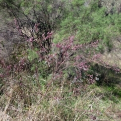 Indigofera australis subsp. australis at Weetangera, ACT - 13 Sep 2022