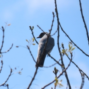 Coracina novaehollandiae at Fyshwick, ACT - 14 Sep 2022