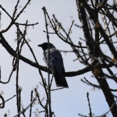 Coracina novaehollandiae at Fyshwick, ACT - 14 Sep 2022