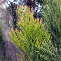 Exocarpos cupressiformis (Cherry Ballart) at Weetangera, ACT - 13 Sep 2022 by sangio7