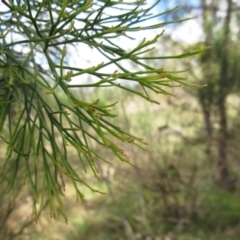 Exocarpos cupressiformis at Weetangera, ACT - 13 Sep 2022 11:21 AM