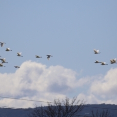 Bubulcus coromandus (Eastern Cattle Egret) at Jerrabomberra Wetlands - 14 Sep 2022 by RodDeb