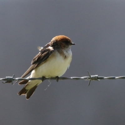 Petrochelidon ariel (Fairy Martin) at Jerrabomberra Wetlands - 14 Sep 2022 by RodDeb