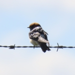 Petrochelidon ariel at Fyshwick, ACT - 14 Sep 2022