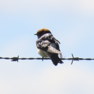 Petrochelidon ariel at Fyshwick, ACT - 14 Sep 2022