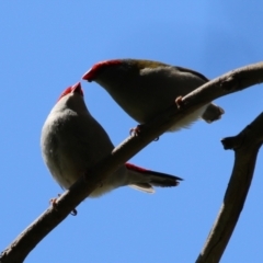 Neochmia temporalis (Red-browed Finch) at Jerrabomberra Wetlands - 14 Sep 2022 by RodDeb