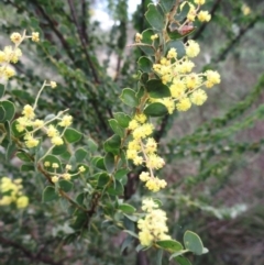 Acacia pravissima (Wedge-leaved Wattle, Ovens Wattle) at The Pinnacle - 13 Sep 2022 by sangio7