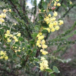 Acacia pravissima at Weetangera, ACT - 13 Sep 2022