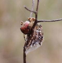 Araneus hamiltoni at Cook, ACT - 8 Sep 2022 by CathB