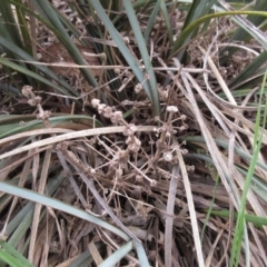 Lomandra multiflora (Many-flowered Matrush) at Weetangera, ACT - 13 Sep 2022 by sangio7