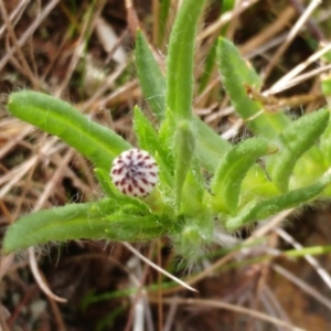 Leptorhynchos squamatus subsp. squamatus at Weetangera, ACT - 13 Sep 2022