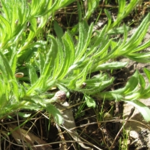 Leptorhynchos squamatus subsp. squamatus at Weetangera, ACT - 13 Sep 2022