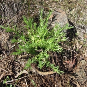 Leptorhynchos squamatus subsp. squamatus at Weetangera, ACT - 13 Sep 2022