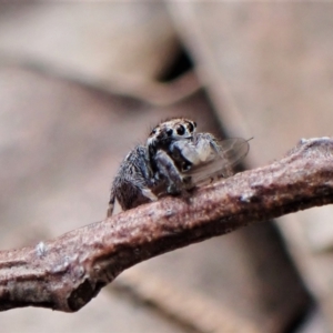 Maratus calcitrans at Molonglo Valley, ACT - 10 Sep 2022