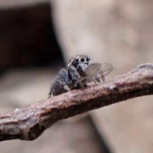 Maratus calcitrans at Molonglo Valley, ACT - 10 Sep 2022