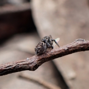 Maratus calcitrans at Molonglo Valley, ACT - 10 Sep 2022