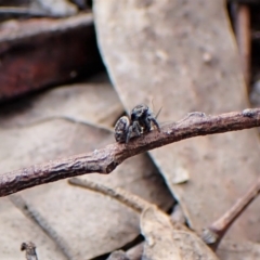 Maratus calcitrans at Molonglo Valley, ACT - 10 Sep 2022