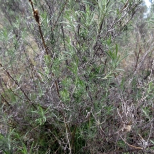 Chrysocephalum semipapposum at Weetangera, ACT - 13 Sep 2022 12:10 PM