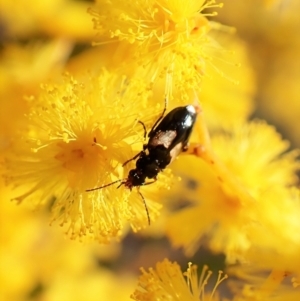 Sarothrocrepis civica at Molonglo Valley, ACT - 13 Sep 2022